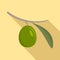 Green olive icon, flat style