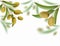 Green olive tree with ripe fruits. Vector illustration