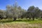 Green olive tree. Urla / Izmir / Turkey. Agriculture concept photo