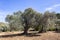 Green olive tree. Urla / Izmir / Turkey. Agriculture concept photo