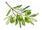 Green olives on big branch. Watercolor ripe fruits with leaves. Realistic botanical painting with fresh olives. Hand