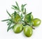 Green olives with a branch