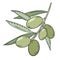 Green olives on a branch with leaves, vector. A plucked handful of olives. Oilseed crop. Growing of olives and oil