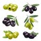 Green olives. Closeup greece authentic food olives branches products ingredients decent vector illustrations set