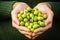Green olives in farmer hands