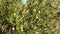 Green olives growing on olive tree in countryside, close up. Olives and leaves on a branch, swaying on the wind. Ripe Organic oliv