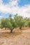 Green olives. Plantation and cloudy sky.