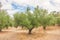 Green olives. Plantation and cloudy sky.