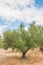 Green olives. Plantation and cloudy sky. Greece, Crete