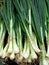 Green onion