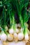 Green onion