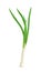 Green onion