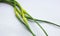 Green onion arrows lie on a white background. An onion plant that produces allium seeds in the second year of growth