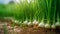 green onion close-up on plantation