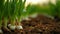 green onion close-up on plantation