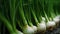 green onion close-up on plantation