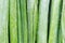 Green onion closeup background