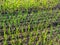 green onion crop organic agriculture concept photo