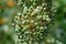 Green onion inflorescence on a blurred green grass background, close-up