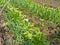 Green onion leaves growing on garden beds, mixture vegetable garden bed