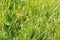 Green onion long grass yellow flowers buttercups summer design background rustic base walk in the field
