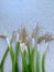 green onion, long stems of young onion, green onion arranged in a row