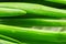 green onion macro