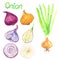 Green onion plant, onion varieties yellow and red