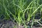 Green onion scallion shallots growing in a garden bed in ground soil in a backyard field. filled frame close up shot