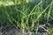 Green onion scallion shallots growing in a garden bed in ground soil in a backyard field. filled frame close up shot