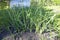 Green onion scallion shallots growing in a garden bed in ground soil in a backyard field. filled frame close up shot