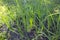 Green onion scallion shallots growing in a garden bed in ground soil in a backyard field. filled frame close up shot