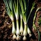 Green onion, spring onions fresh raw organic vegetable