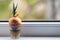 Green onion sprouting on a windowsill, close-up photo