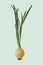 Green onion stem with bulb. Isolated object