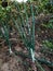 Green onion tree on the soil and another vegetable tree in the fields