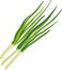 Green Onion. Vector icon illustration. Ripe vegetable bitter onion with green stem.