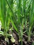 Green onion. Young spring onion sprout on the field. Organically grown onions with chives in the soil. Organic farming