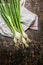 Green onions bunch on dark rustic wooden background