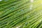 Green onions with a drop of water. Green onions with beautiful water droplets