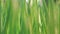 Green onions growing agriculture background