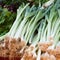 Green onions pile veggie market offer