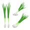 Green onions set isolated on white vector