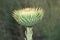 Green Onopordum acanthium flower