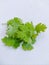 Green ooriander leaves fresh organic and aromatic cilantro herb Chinese parsley spice dhania (Coriandrum sativum) image