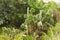 Green opuntia cactus