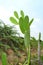 Green Opuntia sapathi kalli field