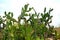 Green Opuntia sapathi kalli field