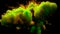 Green Orange Color Burst - colorful smoke powder explosion fluid ink alpha matte