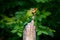 Green and an orange color garden lizard on a wood pole looking so gorgeous and proud